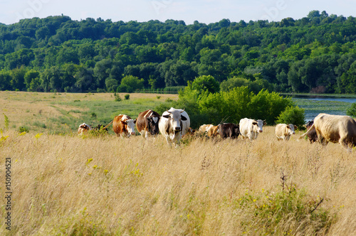 Cows grazing on a field © Alekss