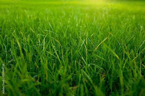 Grass. Natural green background.