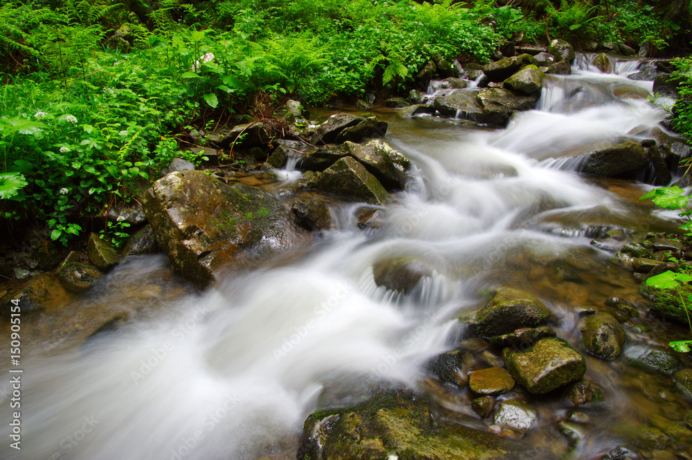 River in the woods River in the woods