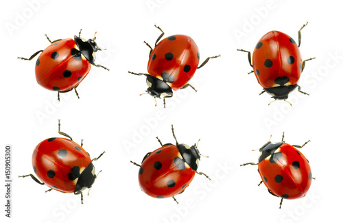 Obraz na plátně Collection of ladybugs
