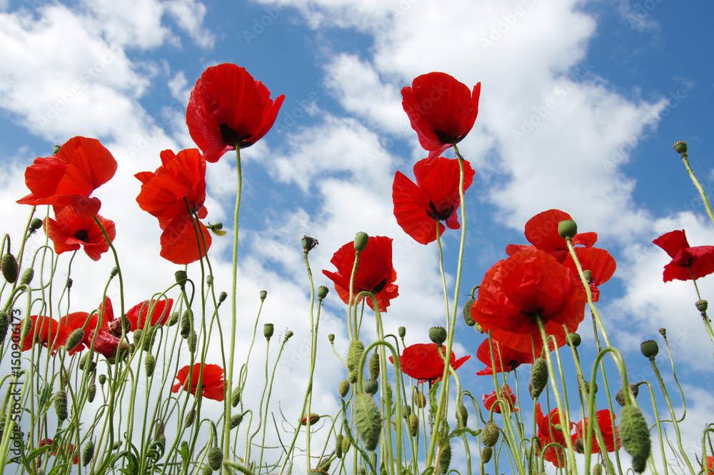 Obraz premium Red poppies on field