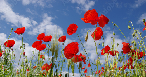 Red poppies on field