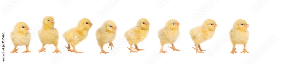 Eight yellow baby chick walking behind each other isolated on a white background