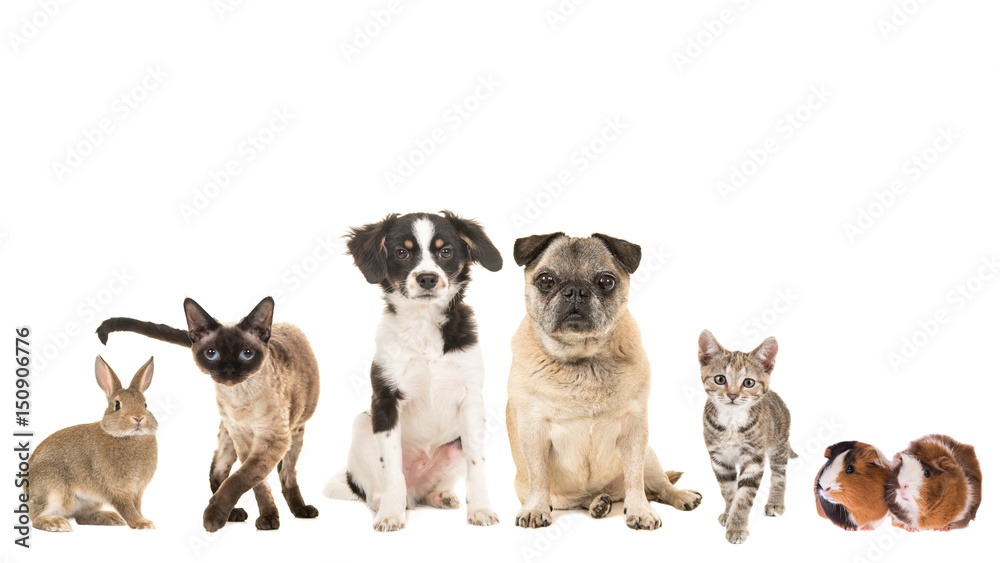 Group of variety of pets and different ages, adult cat, young cat, puppy, older dog, purebred, mixed breed and a guinea pig and a rabbit