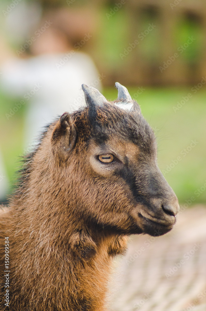 goat, backyard, yard, rural, countryside, animal, village, farm, ranch, young, outdoor, agriculture, country, domestic, mammal, milk, livestock, brown, little, cute, day, summer, small, portrait, whit goat, backyard, yard, rural, countryside, animal, village, farm, ranch, young, outdoor, agriculture, country, domestic, mammal, milk, livestock, brown, little, cute, day, summer, small, portrait, whit