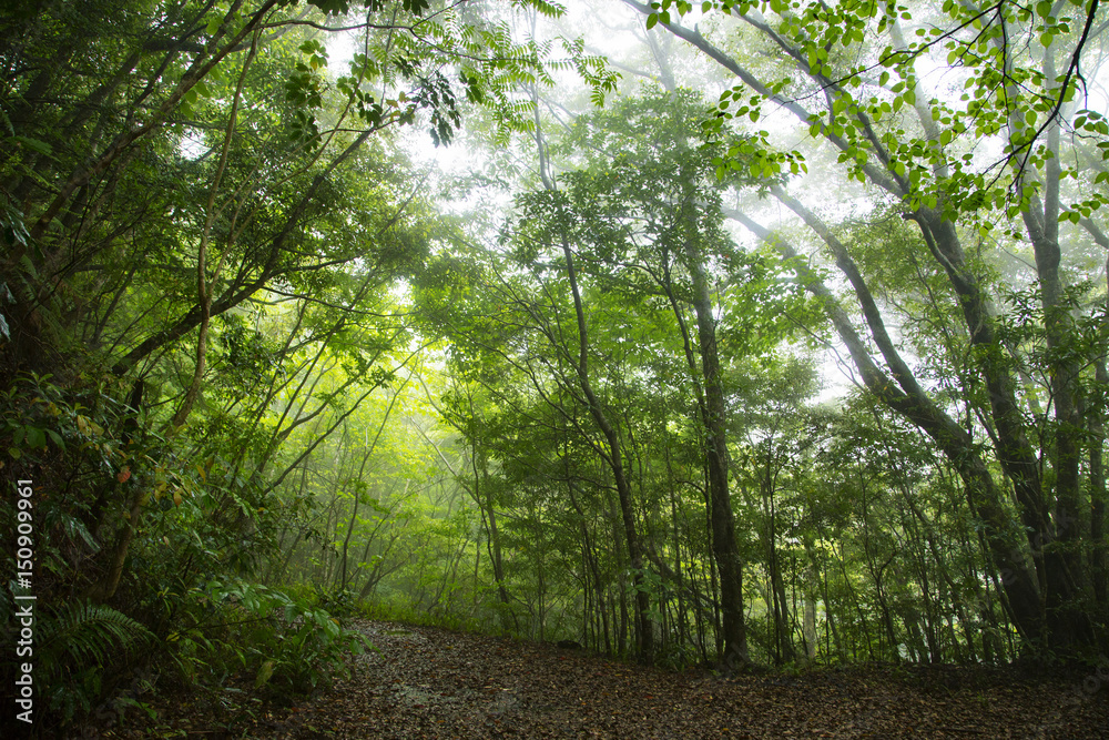 Kinsakubaru primeval forest