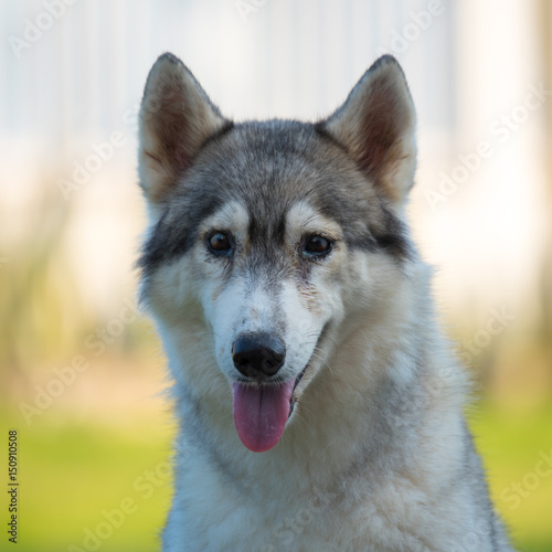 gray siberian husky in front