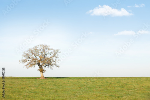 arbre campagne chêne pré champ horizon branche ciel nuage
