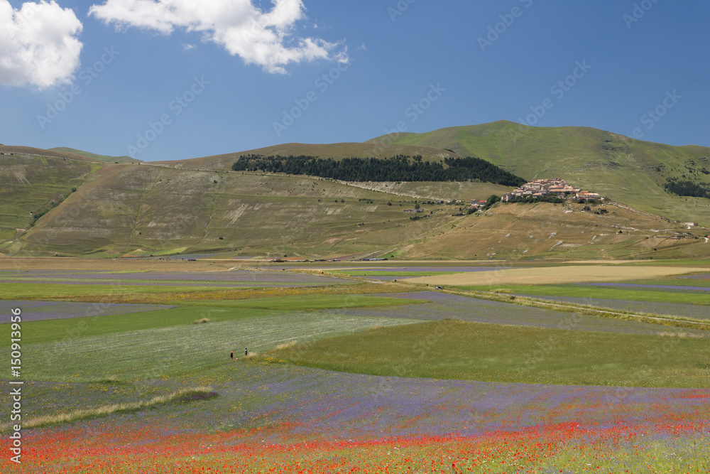 Flower fields at Castelluccio di Norcia, with some very distant people. Summer mood, with blue sky and white clouds