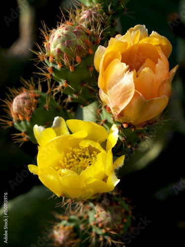 Prickly pears in a row of flowers and thorns