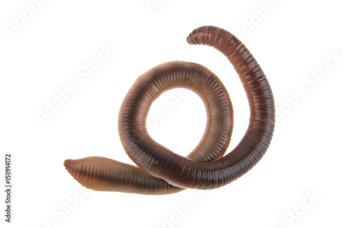 Earthworm isolated on white background