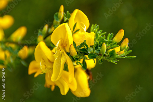Ginster Blüte