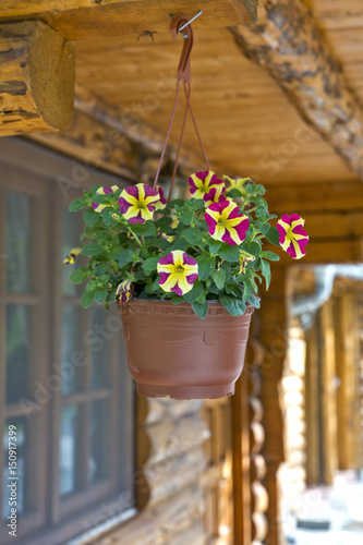 Flowerpot with flowers lilies and violets