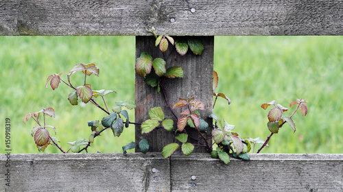 Bramble Fence