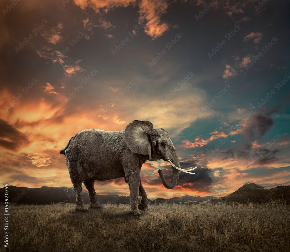 Fototapeta premium Elephant with trunks and big ears outdoor under sunlight.