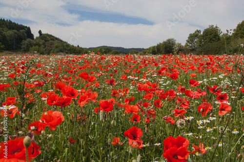 Colorful field of red poppies and white daisies bloomed in the volcans regional natural park in Auvergne with mountain background  France