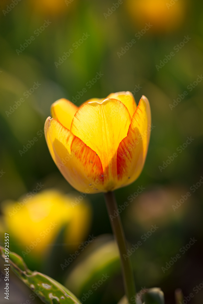 Beautiful yellow tulips in nature Beautiful yellow tulips in nature