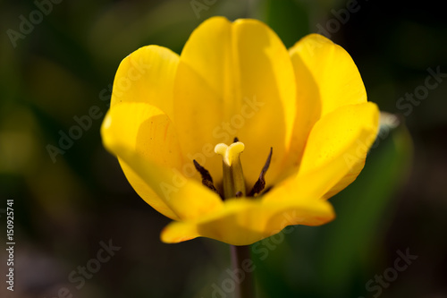 Beautiful yellow tulips in nature