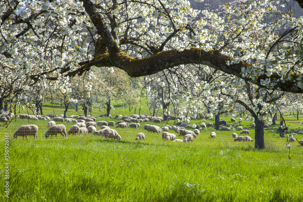 Naklejka premium Schafherde_1163