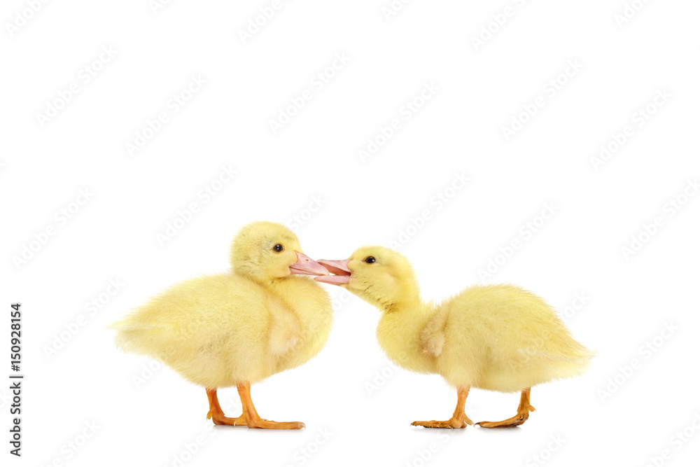 Two little ducklings