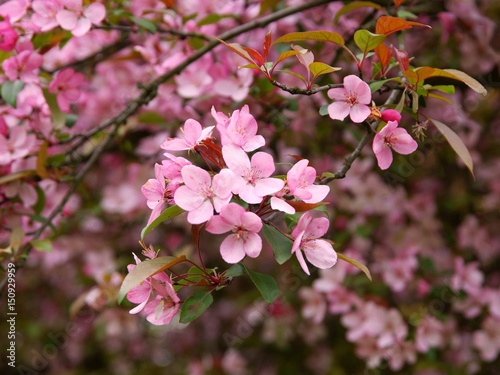 pink flowers of crabapple tree