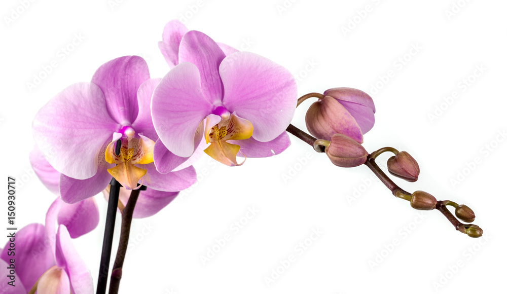 Obraz premium orchid flower on white background