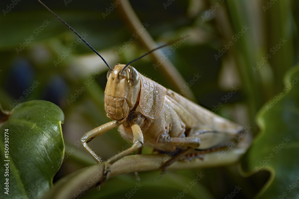 Grasshopper sit in leaves. Grasshopper sit in leaves.