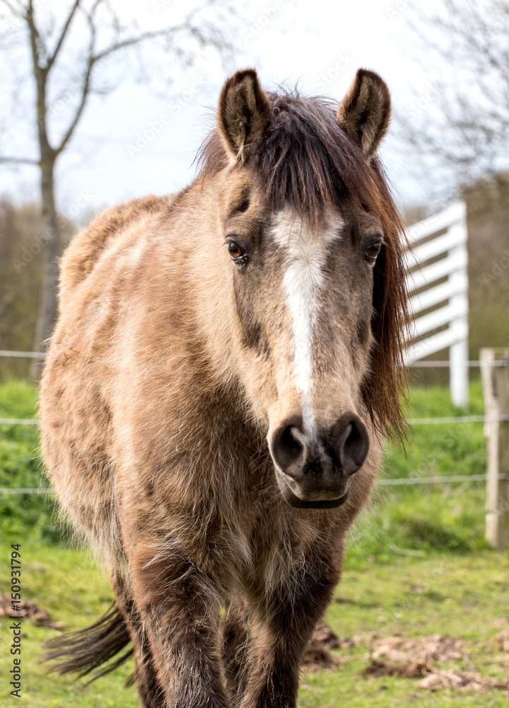 Obraz premium Young horse in the pasture