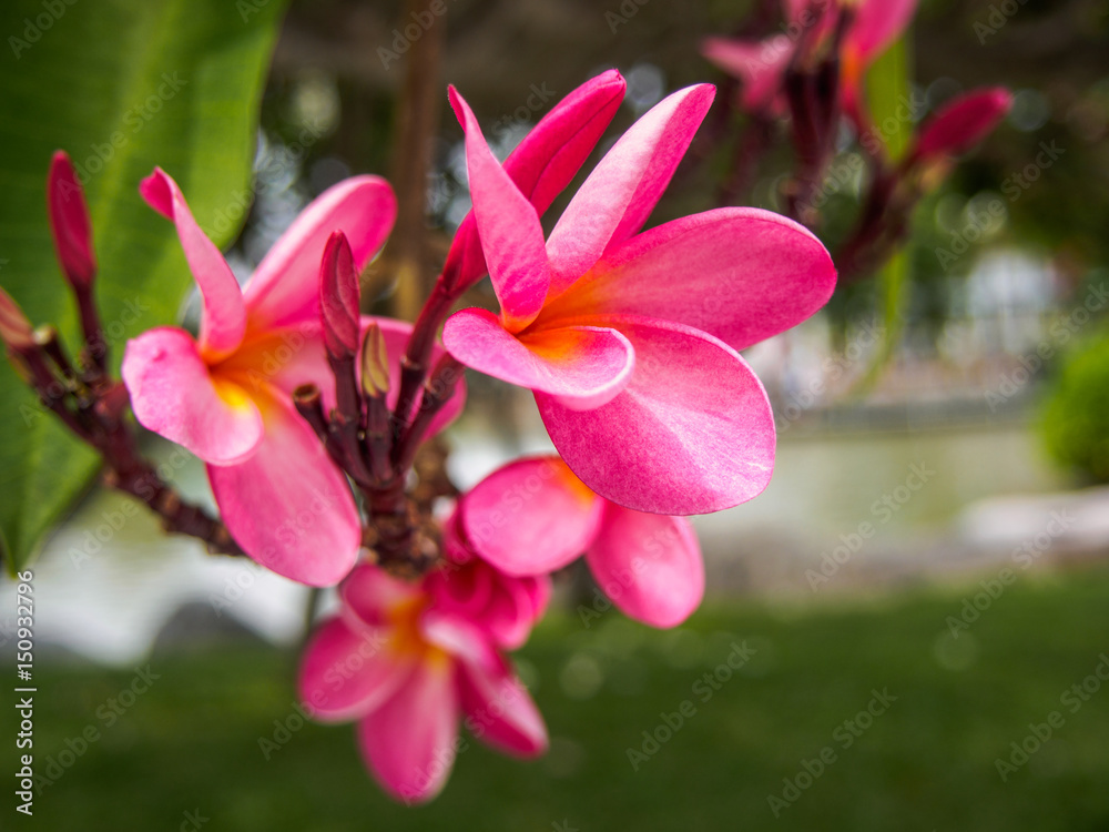 the plumeria on nature background the plumeria on nature background