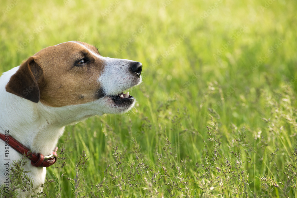 Dog Jack Russell Terrier sitting in the green grass on the field at summer day