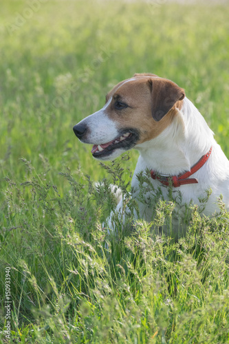 Fototapeta Naklejka Na Ścianę i Meble -  Dog Jack Russell Terrier sitting in the green grass on the field at summer day