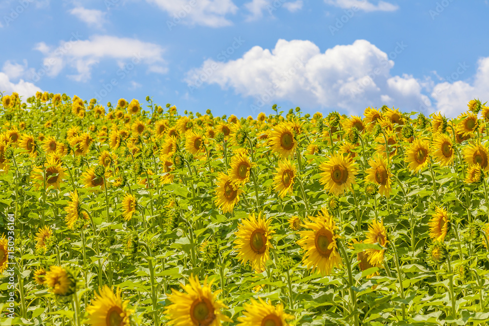 Fototapeta premium Sunflower field 