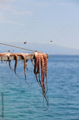 Octopus drying at the sun  in Chios Island.