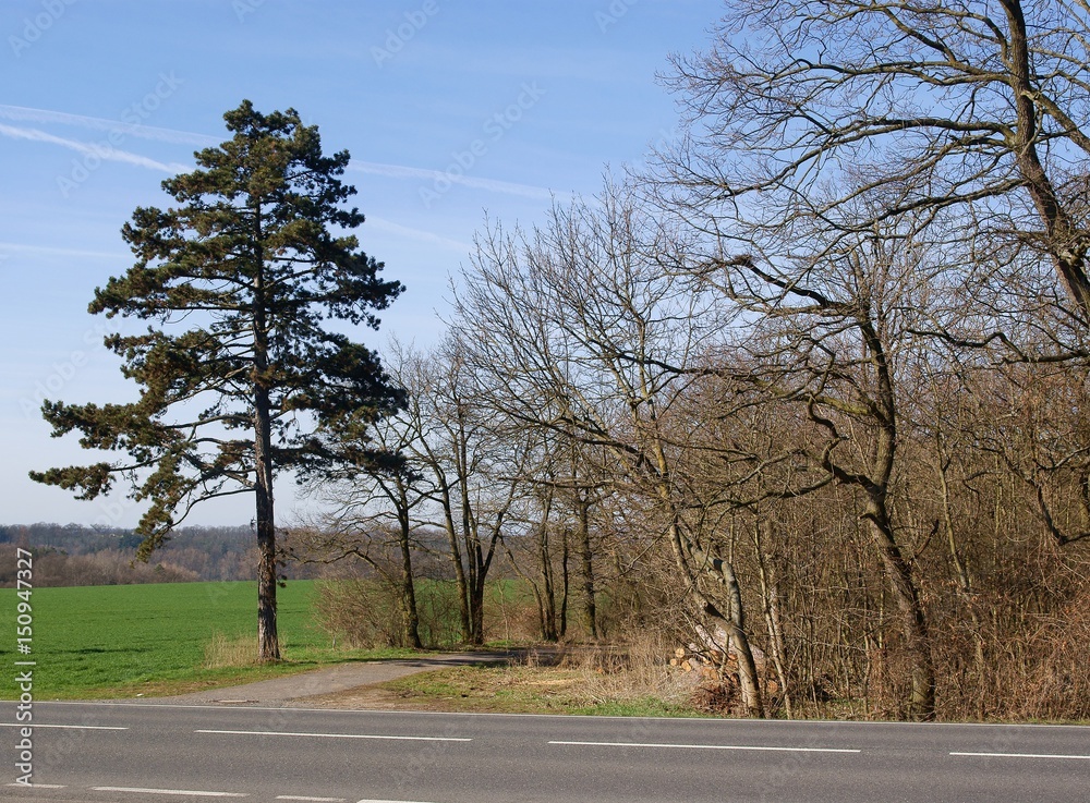 Fototapeta premium landscape of spring