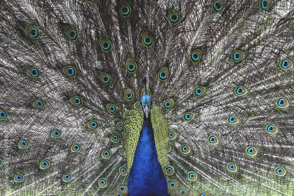 Obraz premium Peacock