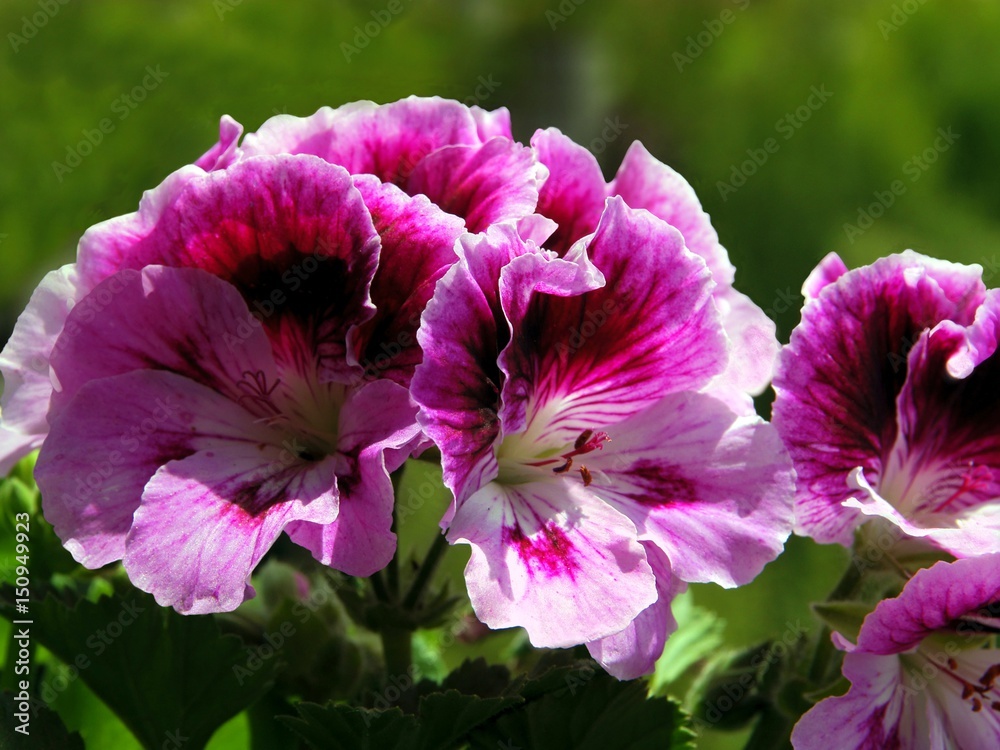 Naklejka premium pretty flowers of geranium plant