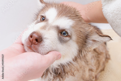 Bathing a puppy Alaskan Malamute