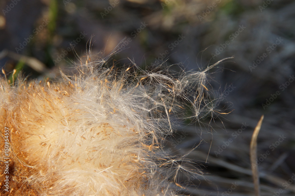 The seeds of reeds go to the long journey The seeds of reeds go to the long journey