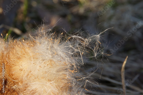 The seeds of reeds go to the long journey