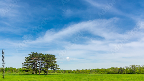 Wide photo of few trees in a field on blue sky
