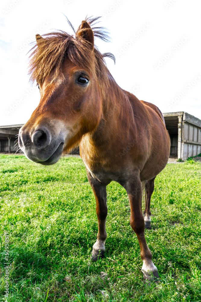 Obraz premium Beautiful horse standing on green meadow