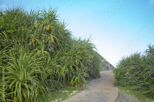 Pandanus odoratissimus in Honohoshi beach park ,Amami Oshima island photo