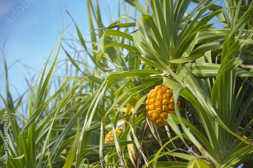 Pandanus odoratissimus in Honohoshi beach park ,Amami Oshima island photo