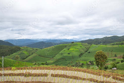 Terraced Rice Field with Hut and Mountain Background   Chiang Mai in Thailand  Blur Background    