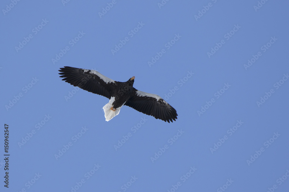 Adult Steller's sea eagle hovering over the ocean on a sunny winter day Adult Steller's sea eagle hovering over the ocean on a sunny winter day