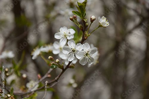 Spring flowering plum