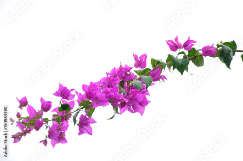 pink bougainvillea flower with leaf on white background