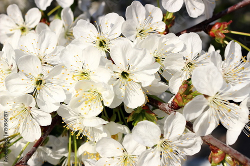 Branches of blossoming cherry tree. Cherry tree in white flowers. © watcherfox