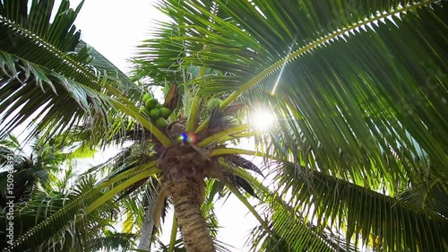 coconut tree in the sun