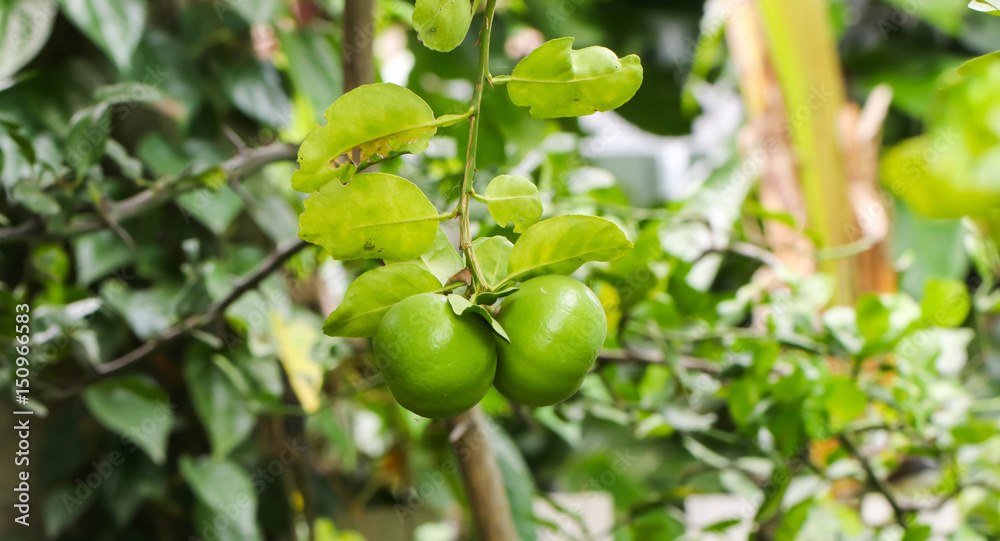 Fototapeta premium Close up of ripe lemon tree in the garden